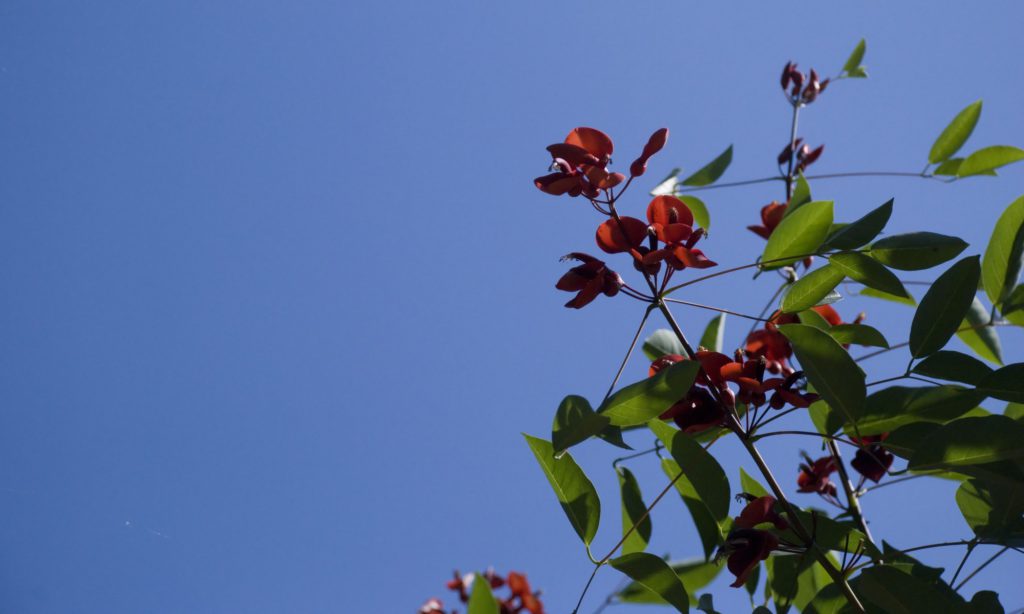 フォーラムの空模様 Norton製品がAvast化！？ Avast Settings Encyclopedia